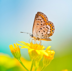 Biología 1 vignette